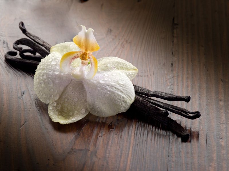 Файл:Photo Marco Mayer-vanilla.jpg