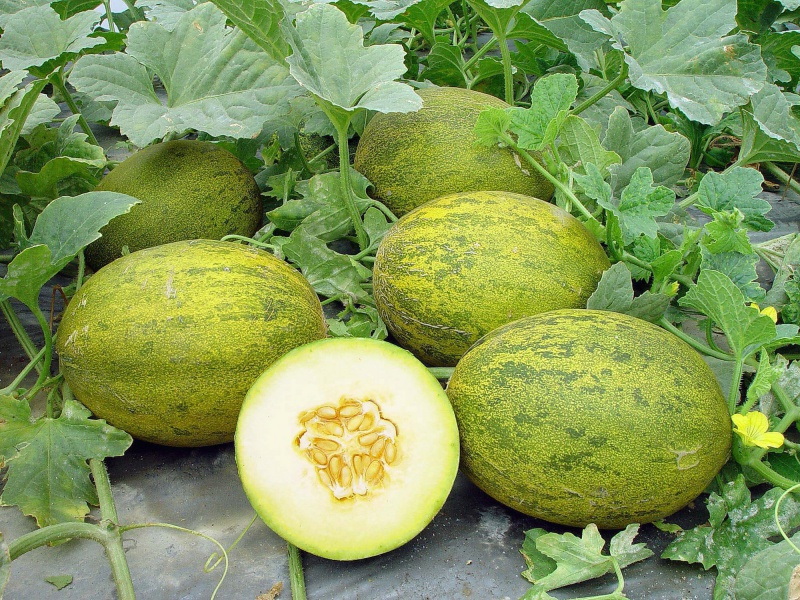 Файл:Melona1.jpg