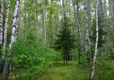 Берёза3.jpg