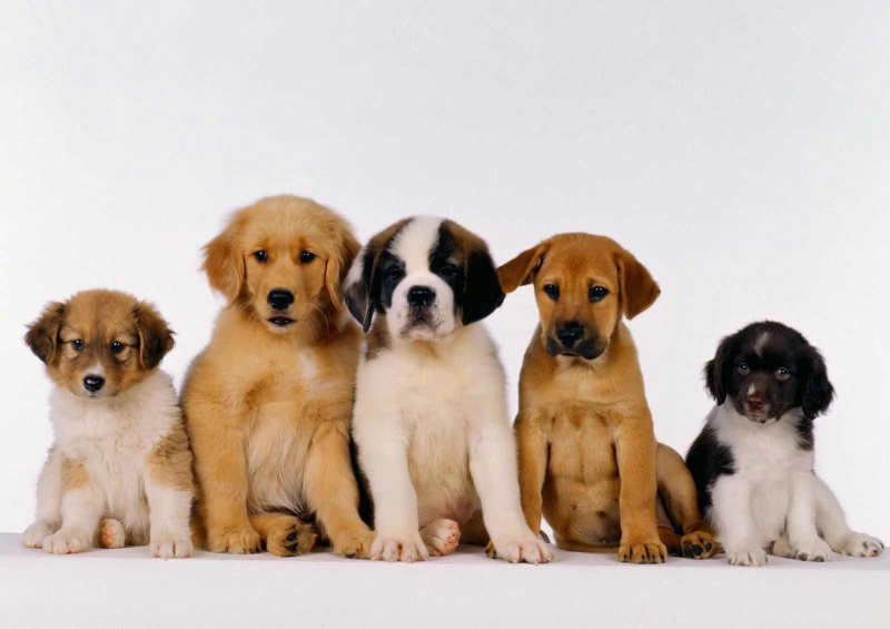 Файл:Dogs19.jpg