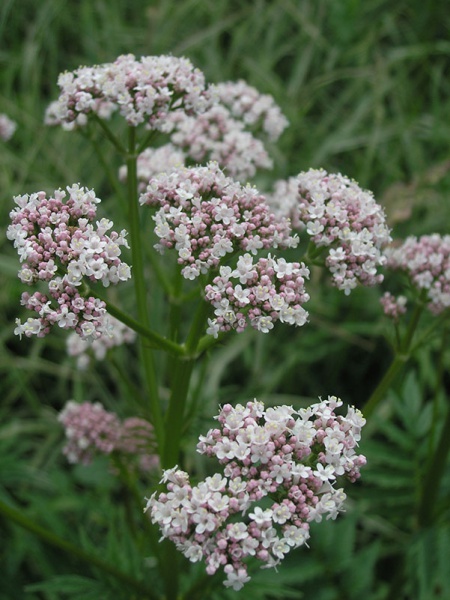 Файл:Valeriana 2.jpg