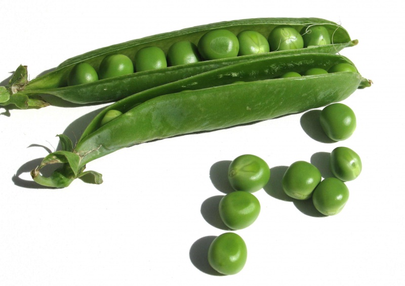 Файл:Peas11.jpg