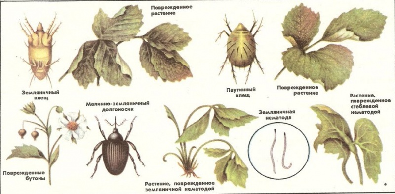 Файл:Vrediteli.jpg