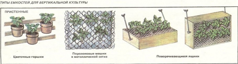 Файл:Vertikal posadka1.jpg