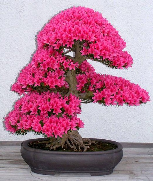 Файл:Bonsaj002.jpg