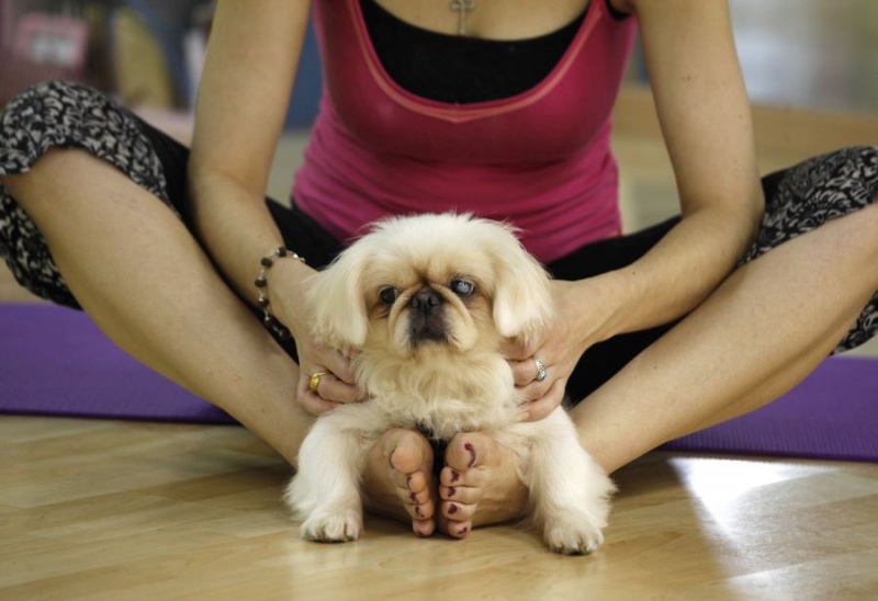 Файл:Dog yoga 4.jpg