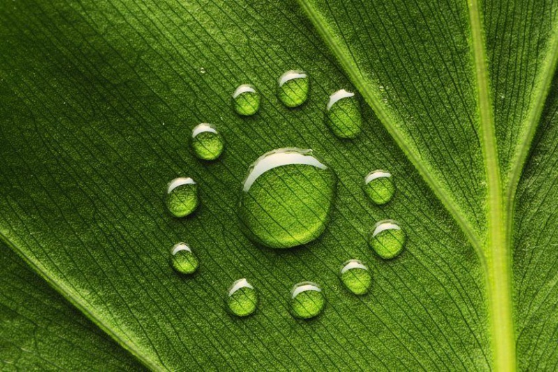 Файл:Photo haveseen-rosa2.jpg