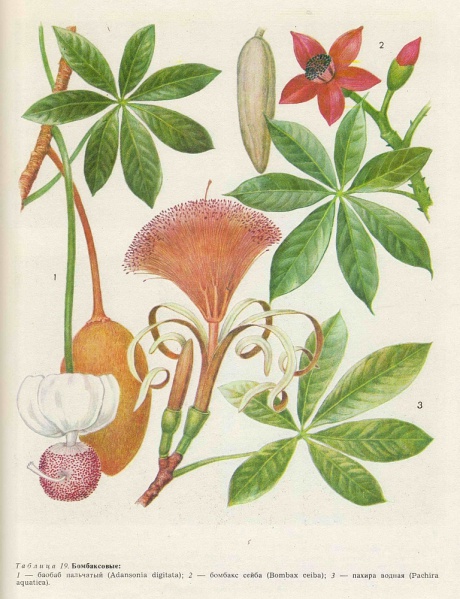 Файл:Baobab2.jpg