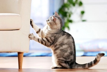 Фото к статье Как отучить кошку точить когти о мебель 1.jpg