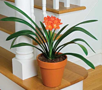 Clivia1.jpg