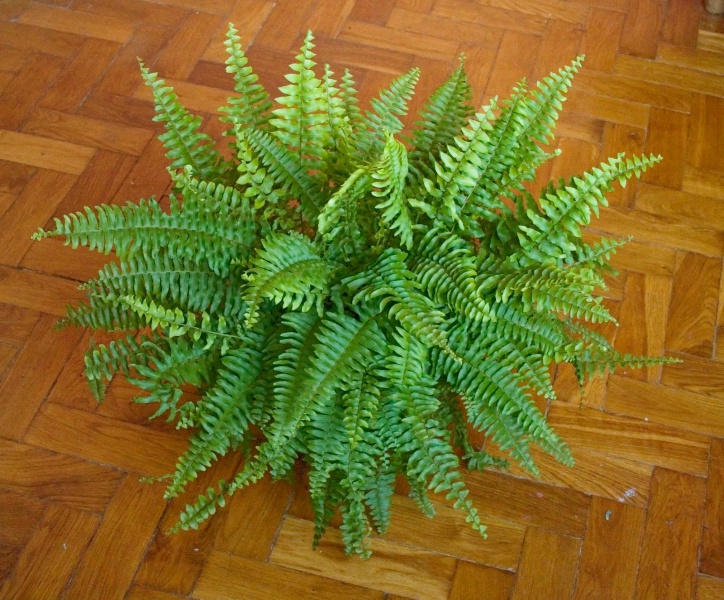 Файл:Nefro1.jpg