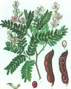 Tamarind2.jpg