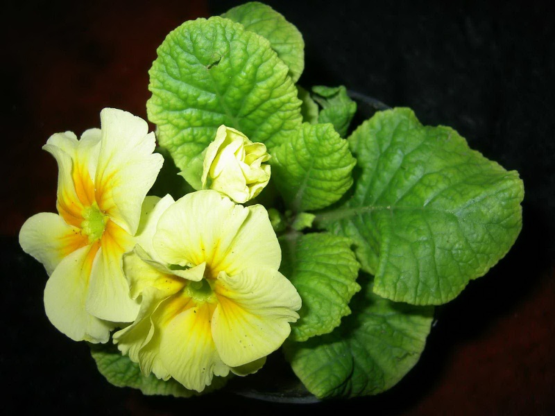 Файл:Primula1.jpg