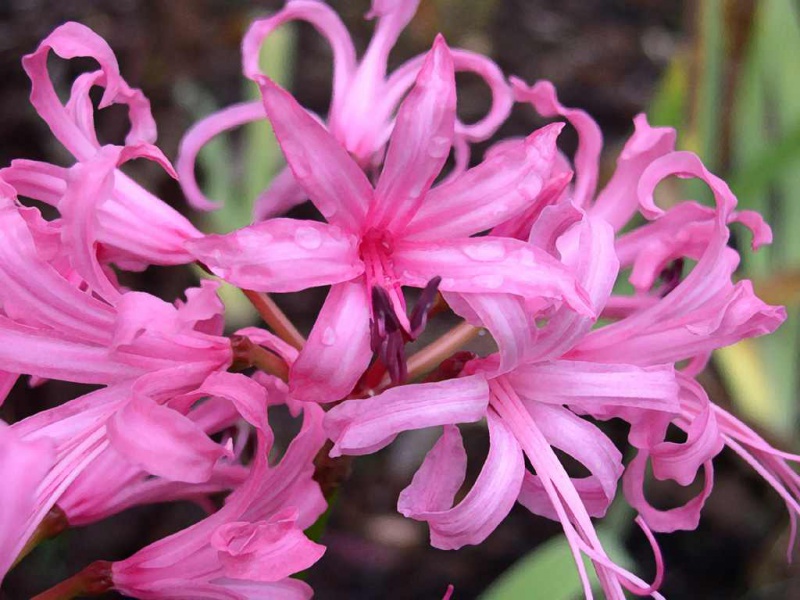 Файл:Nerine1.jpg