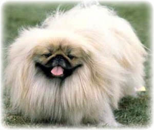 Pekines3.jpg