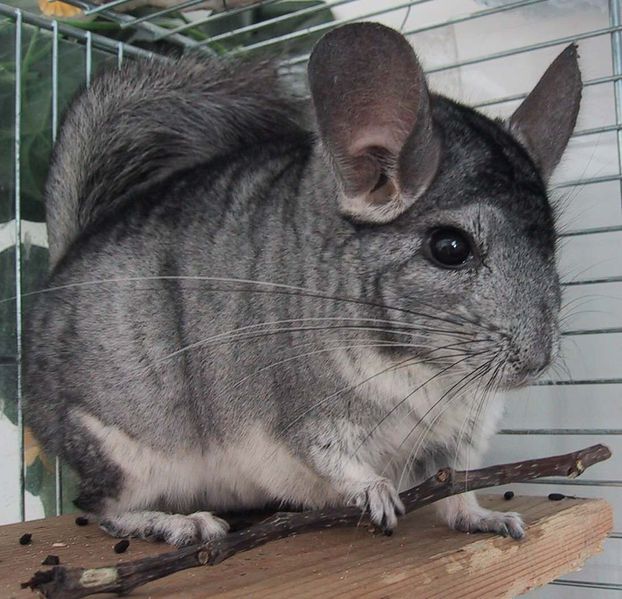 Файл:Shin1.jpg