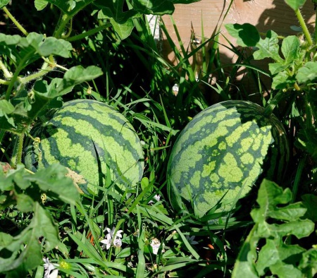 Watermelon1.jpg