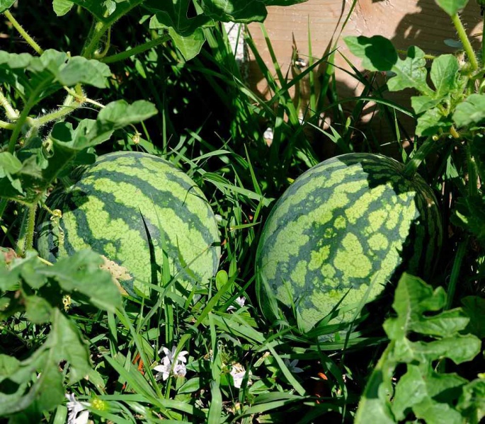 Файл:Watermelon1.jpg