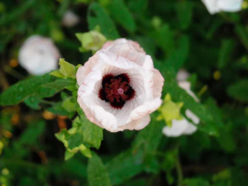 Файл:Pavonia hastata.jpg