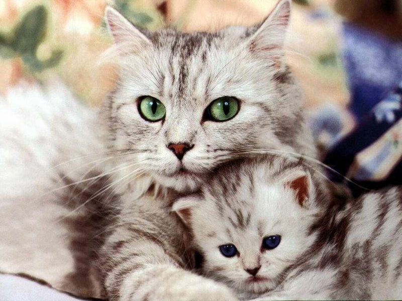 Файл:Cats911.jpg