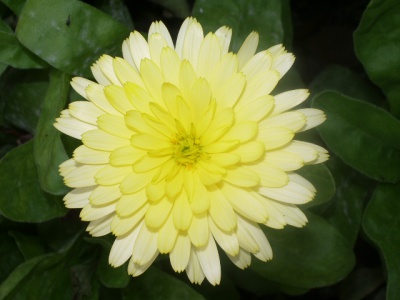 Calendula2.jpg