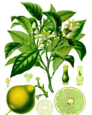 Bergamot2.jpg