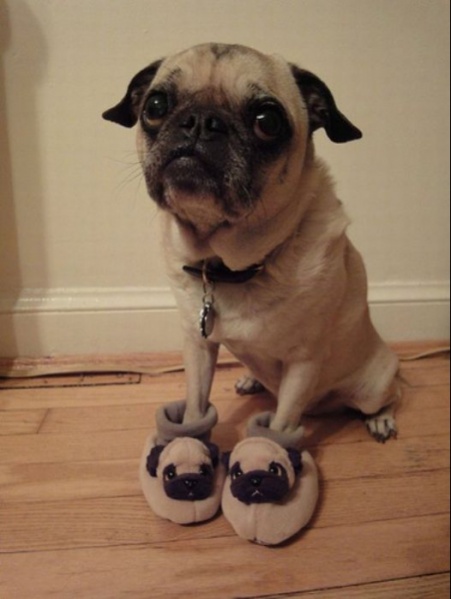 Файл:Mops-3.jpeg.jpg