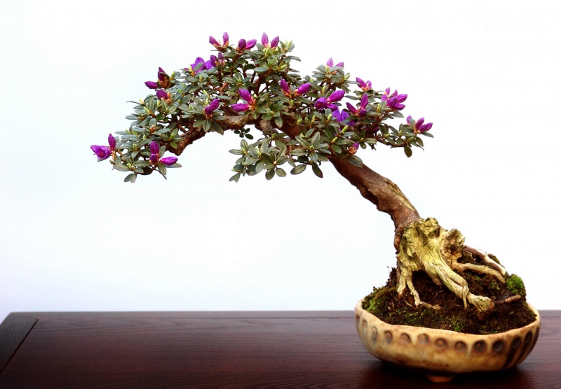 Файл:Rhodo3.jpg