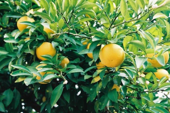 Bergamot1.jpg