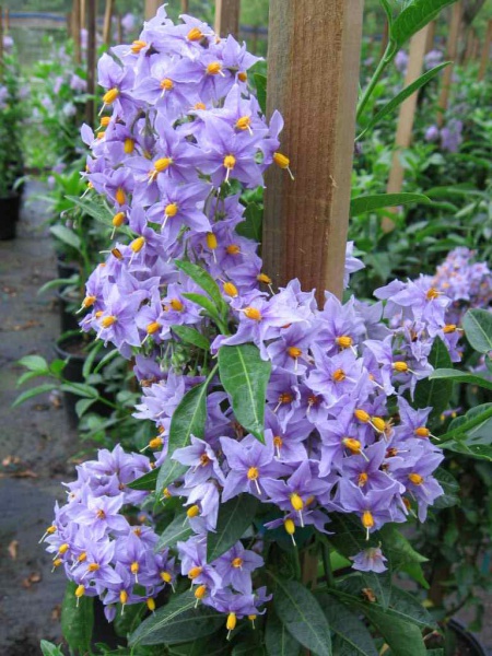 Файл:Crispum.jpg