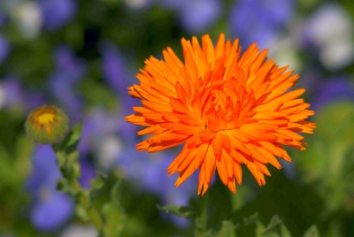 Calendula3.jpg