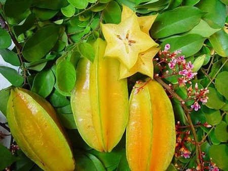 Carambola3.jpg