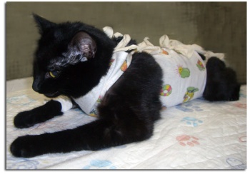 Фото к статье Как ухаживать за кошкой после стерилизации 2.jpg