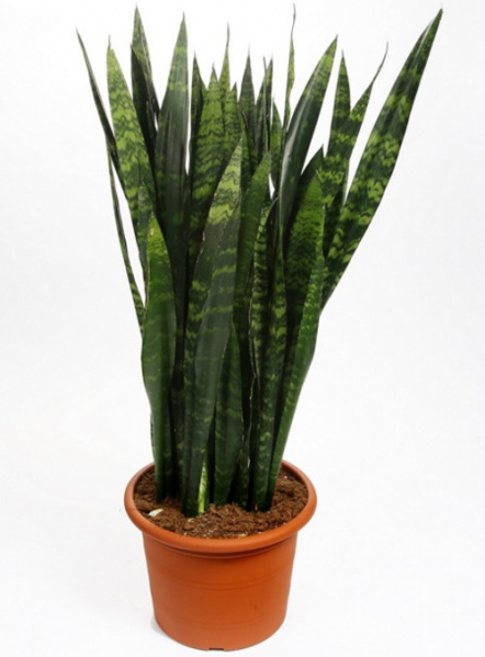 Файл:Sansevieria trifasciata 1.jpg