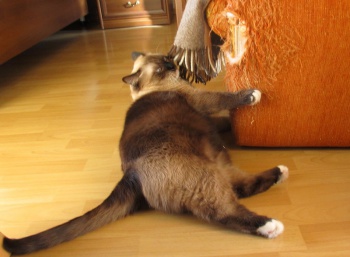 Фото к статье Как отучить кошку точить когти о мебель 5.jpg