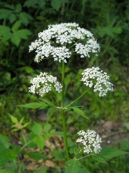 Файл:Snit-2.jpg