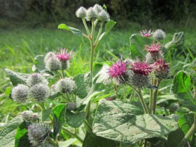 Burdock-768x576.jpg