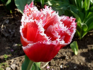 Tulp3.jpg