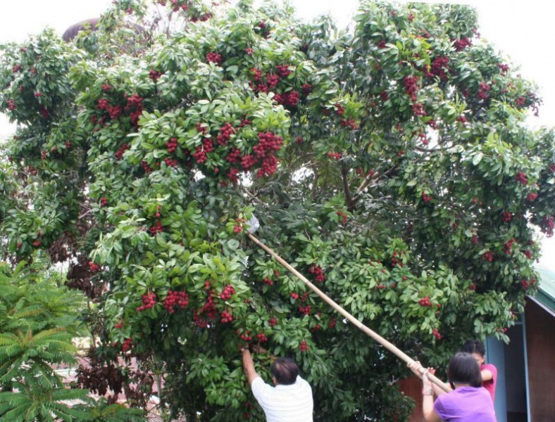 Файл:Lichi 2.jpg