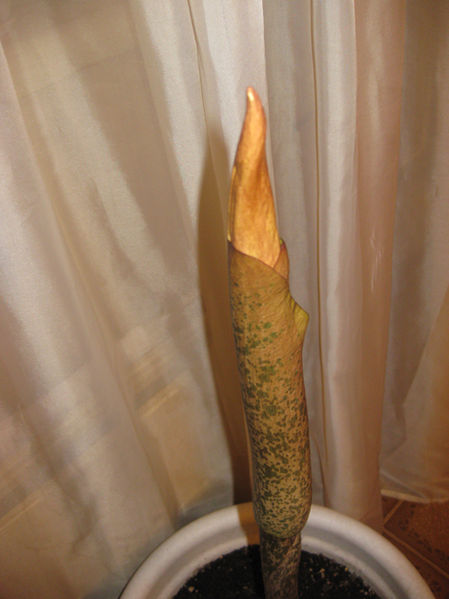 Файл:7.jpg